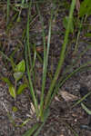 Florida beargrass